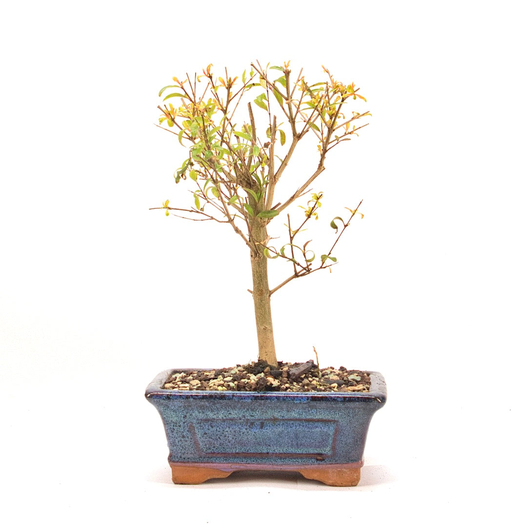 Granatapfel 'Punica granatum'